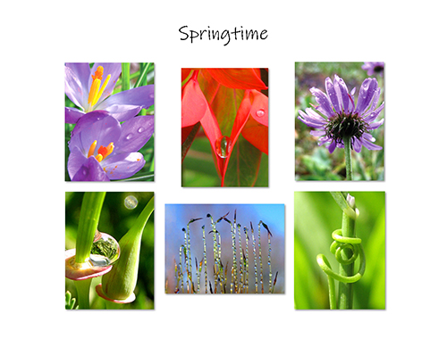 Springtime Greeting Card Collection by The Poetry of Nature